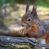 Red squirrel. (Charles Thody Photography)