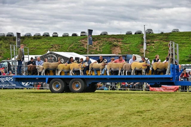 The grand parade of livestock.