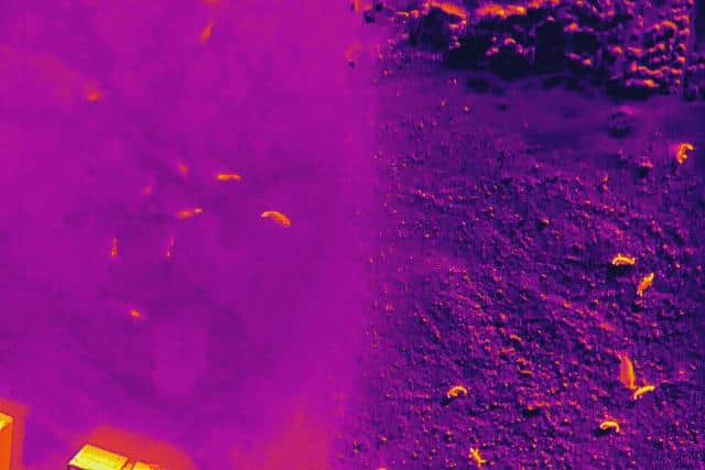 An example of the thermal imaging shots National Trust rangers will be using to help record seal data for the first time on the Farne Islands over the coming weeks. Credit Davis, Oxford.