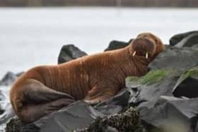 A walrus at Seahouses harbour. Picture: Jake Bates