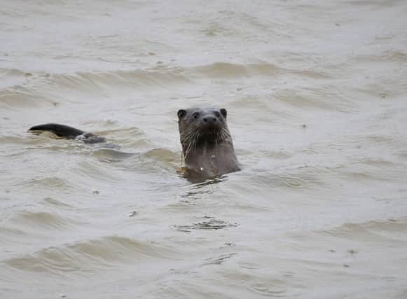 Otter at Hauxley. Picture by Amanda Fall