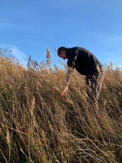 Joel Ireland surveying for harvest mice on the reserve.