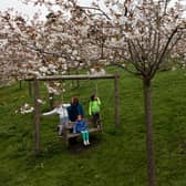 The cherry tree orchard at The Alnwick Garden.