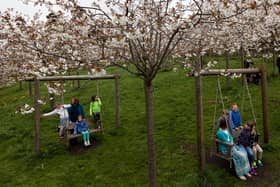 The cherry tree orchard at The Alnwick Garden.