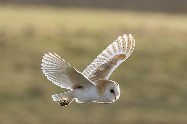 Barn Owl by John Thompson.