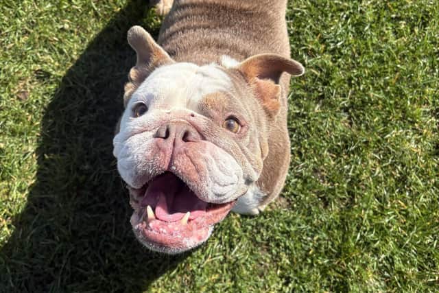 Darcy enjoyed a walk out at the Direct Pets round the walls walk this weekend.