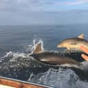 Dolphins pictured off the coast of Northumberland at Boulmer by Kate Durie and Tamsin Bowron from a small motorised rowing boat.