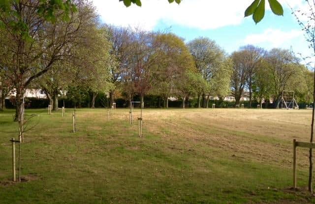 The trees were planted at the cricket ground after the Second World War in honour of the fallen. (Photo by Ashington Town Council)