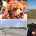 Dog-friendly places in Northumberland.