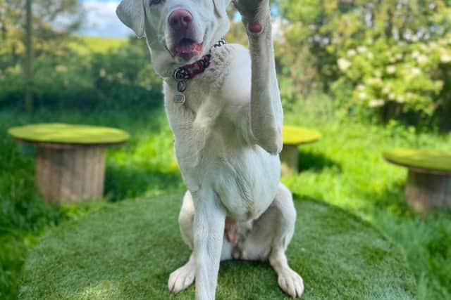 Can you give Kaiya a new start in life?