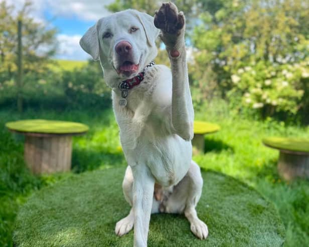 Can you give Kaiya a new start in life?