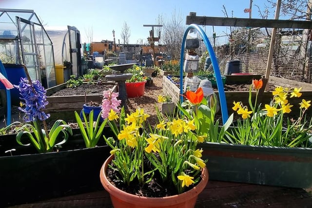 A spring display at the allotment.