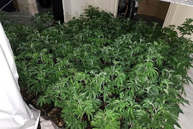 Officers have now been able to destroy 295 plants at various stages of growth following the discovery of the two cannabis farms.