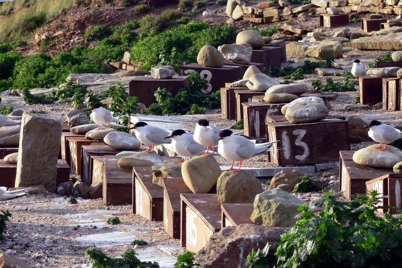 Coquet Island, off Amble,  is the only site left in the UK where you can still find a breeding colony of roseate terns. A timid bird by nature, they are especially vulnerable to bad weather, predators and any variation in the availability of food.