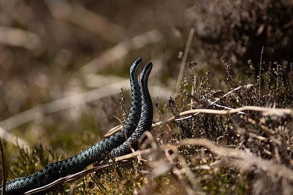 A pair of male adders ‘dancing’, which is in fact a battle to subdue their opponent. Picture: BBC