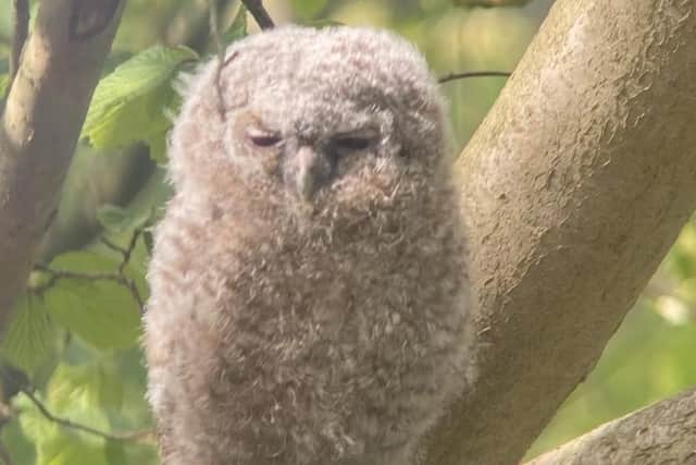 Tawny owl chick in a tree at Hauxley. Picture by Alex Lister.