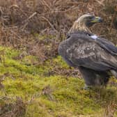 Golden eagles are set to make a return to northern England. Picture: Phil Wilkinson /Restoring Upland Nature (RUN)