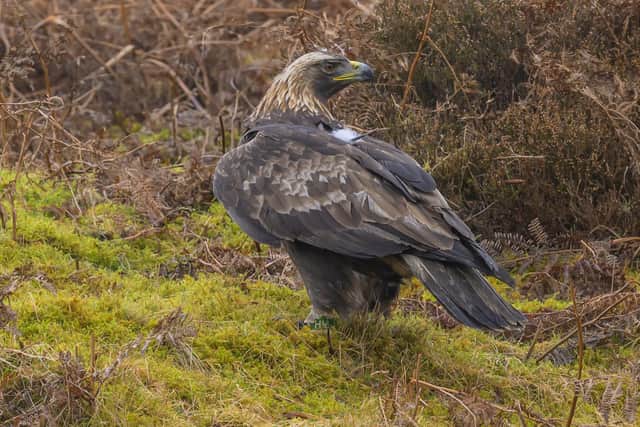 Golden eagles are set to make a return to northern England. Picture: Phil Wilkinson /Restoring Upland Nature (RUN)