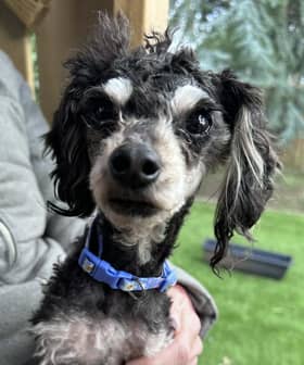 Daisy after treatment.