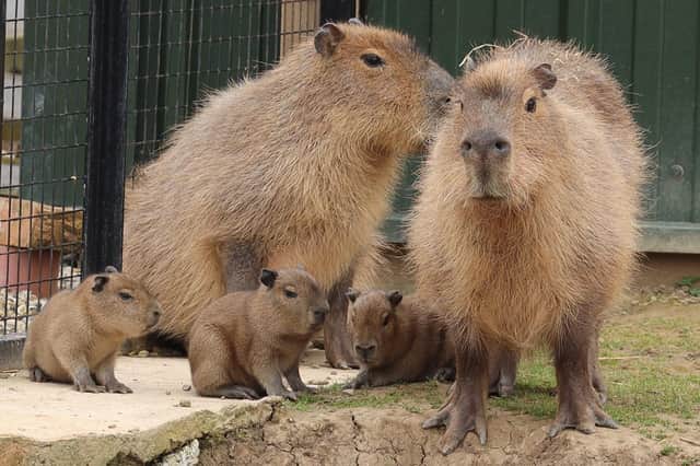 The capybaras with their pups.