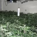 Northumbria Police discovered a huge cannabis farm set up in an upstairs flat in Ashington.