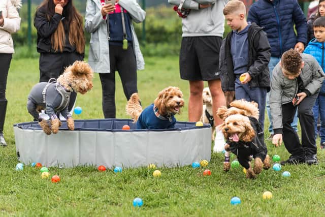 Party Like a Cockapoo is coming to Berwick this summer. 
Picture: Steve Howell