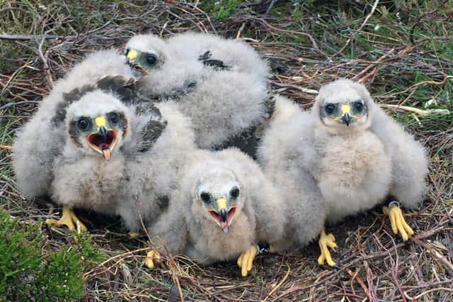 2021 has been a good year for rare Hen Harrier chicks in Northumberland. 18 youngsters fledged from five nests on Forestry England land and two private estates. Picture by Martin Davison/Forestry England