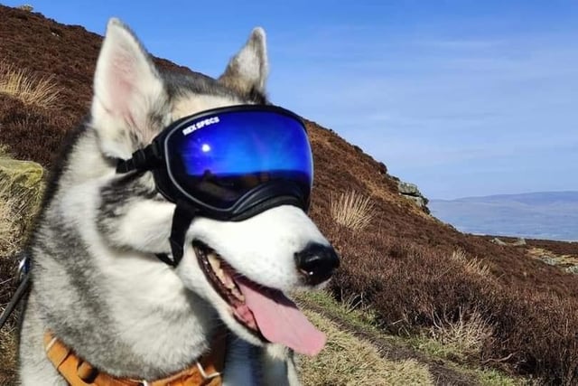 Mya sufferers with an autoimmune disease called Pannus, which affects the eyes. Mya's owner Andrew explained that the goggles help with the impact of UV light, and mean she can continue to enjoy the outdoors.