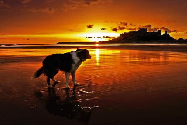 Bamburgh beach at dawn. Picture: Jane Coltman