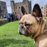 A Sunday funday is being held in Bamburgh by Northumberland Dog Rescue.
