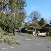 A tree toppled during Storm Malik in Hillside Road, Rothbury. Picture: Jeff Reynalds