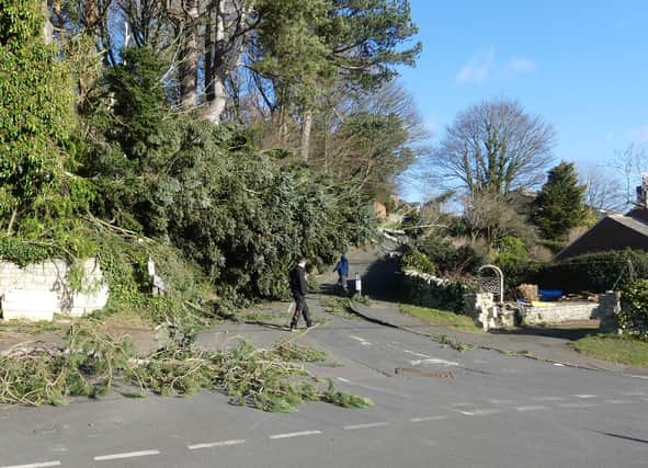 A tree toppled during Storm Malik in Hillside Road, Rothbury. Picture: Jeff Reynalds