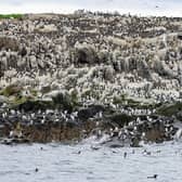 Guillemots, razorbills and kittiwakes return to breed each year on the Farne Islands. Picture: National Trust/Nick Upton