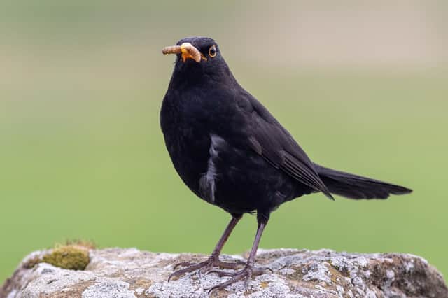 A blackbird by Iain Robson