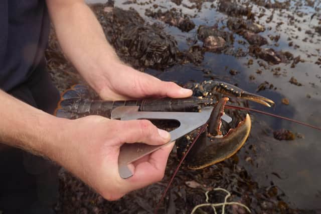 Heng Shun Zhu gathered 17 lobsters, similar to the one pictured, but in doing so, he breached three of NIFCA’s byelaws.