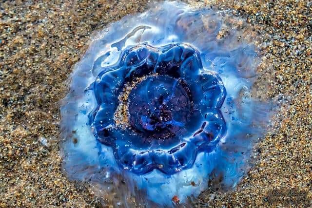 Mick Naisbitt captured the image of the Bluefire jellyfish while walking along Ryhope beach in Sunderland.