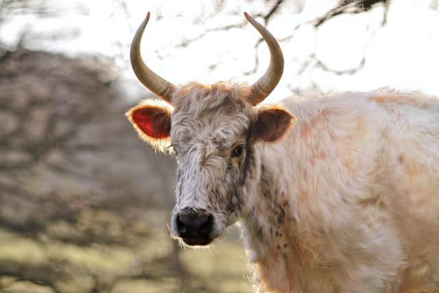 Tours of the Chillingham Wild Cattle Park have resumed.