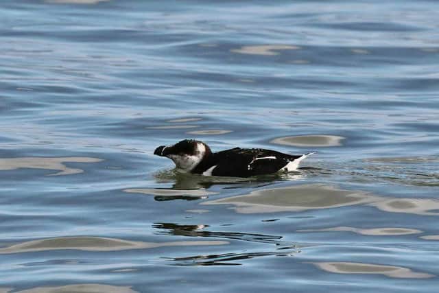 Mystery surrounds death of seabirds on Northumberland coast and ...