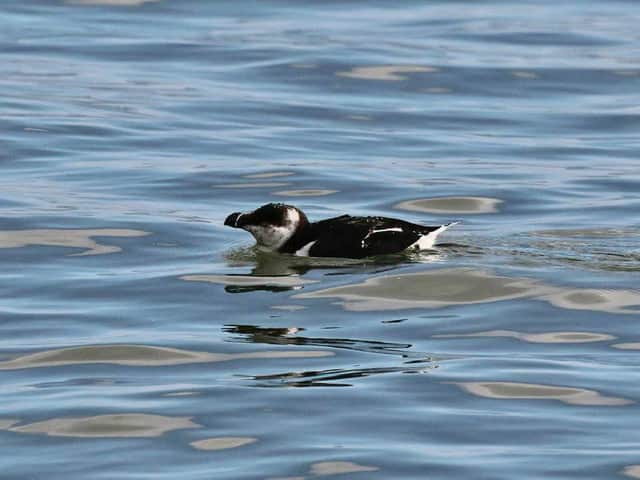 A razorbill swimming close to shore off the Northumberland coast/ Picture: Tom Cadwallender