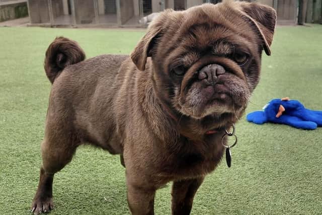 Frankie, a four-year-old Pug, would like new home.
