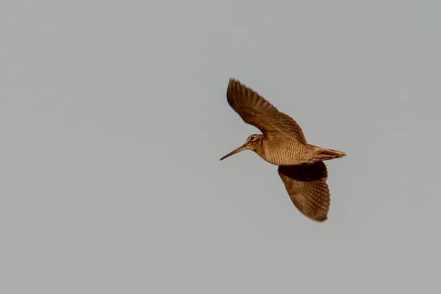 A Woodcock in flight, captured by Ian Fisher of Cahow Photography.