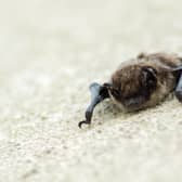 Bats use sound to get bearings.
