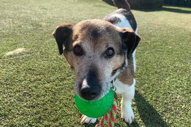 Pax, 12 years old, is looking for a rural home with no other pets and limited visitors. He had an awful life before being rescued by volunteers at Northumberland Dog Rescue, and now needs a loving, peaceful and comfy place to live.