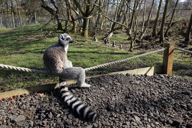 Ring-tailed Lemur.