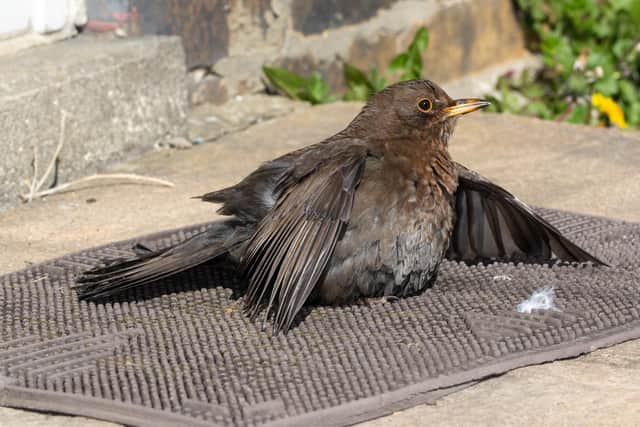 Blackbird - nature literally in the doorstep. This bird was using the sun to deal with feather parasites.