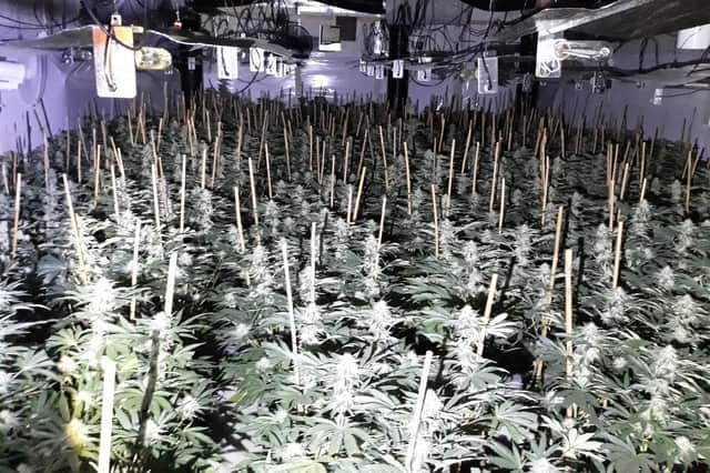 The cannabis farm found in Blyth.