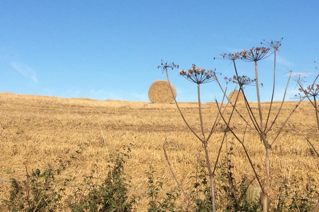 Hay harvest in the Berwick area.