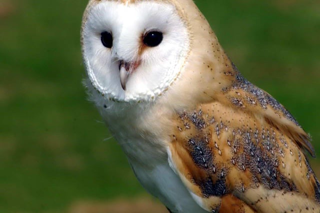 The officially licensed Birds of Prey Centre is set in the heart of beautiful Kielder Water and Forest Park, the only place in Britain with dark sky status.