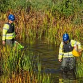 Environment Agency officers relocating crayfish.