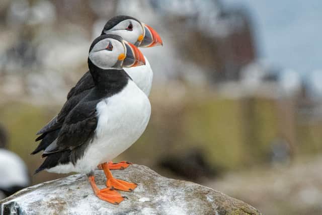 Puffins on the Farne Islands. Picture: National Trust/Nick Upton